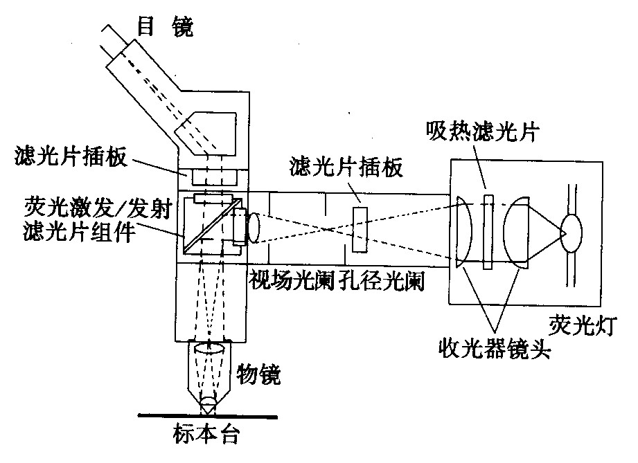 熒光顯微鏡光學(xué)系統(tǒng)